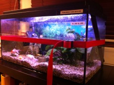 Hallands akvarium. Foto: Hallands nation