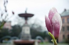 Magnolian slår snart ut. Foto: Jonas Jacobson
