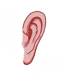 skvallerorat